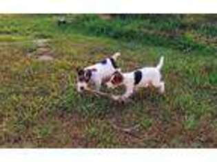 Jack Russell Terrier Puppy for sale in Checotah, OK, USA