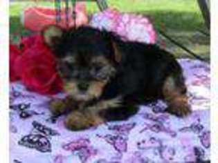 Yorkshire Terrier Puppy for sale in Penn Yan, NY, USA