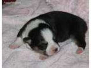 Pembroke Welsh Corgi Puppy for sale in Garden City, TX, USA