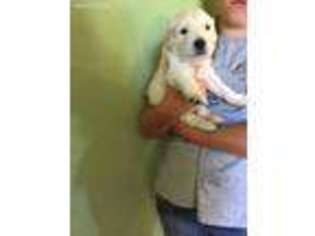 Mutt Puppy for sale in Kinross, MI, USA