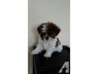 Shorkie Tzu Puppy for sale in BELLEVUE, NE, USA