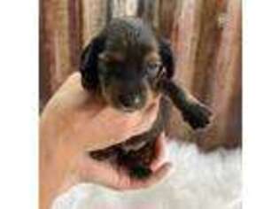 Dachshund Puppy for sale in Stephenville, TX, USA