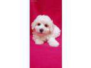 Bichon Frise Puppy for sale in Kit Carson, CO, USA