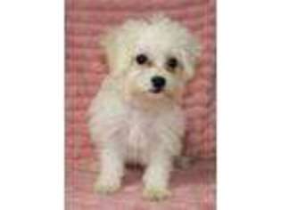 Coton de Tulear Puppy for sale in Mansfield, MO, USA