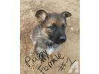 German Shepherd Dog Puppy for sale in YODER, CO, USA