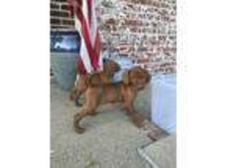 Vizsla Puppy for sale in Crawfordsville, IN, USA