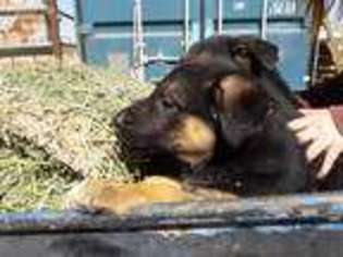 German Shepherd Dog Puppy for sale in Alpaugh, CA, USA