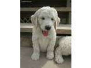 Goldendoodle Puppy for sale in Mooreland, IN, USA