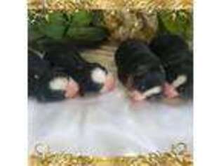 Bernese Mountain Dog Puppy for sale in Millerstown, PA, USA