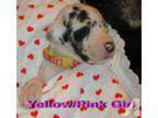 Great Dane Puppy for sale in SANTA ANNA, TX, USA