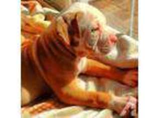 American Bulldog Puppy for sale in CLEVELAND, GA, USA