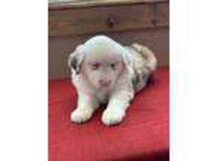 Miniature Australian Shepherd Puppy for sale in West Alexandria, OH, USA