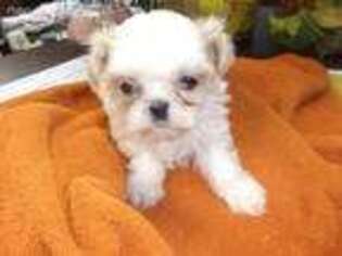 Mutt Puppy for sale in Mendota, IL, USA