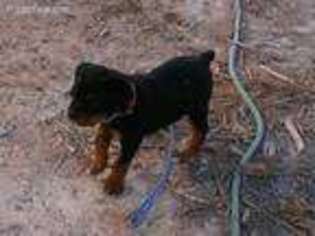 Rottweiler Puppy for sale in Pahrump, NV, USA