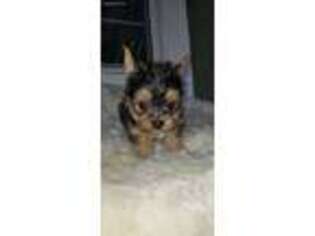 Yorkshire Terrier Puppy for sale in Wheatland, MO, USA