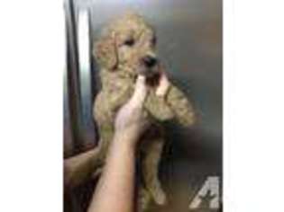 Goldendoodle Puppy for sale in PORTLAND, OR, USA