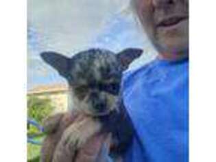 Chihuahua Puppy for sale in Tremonton, UT, USA