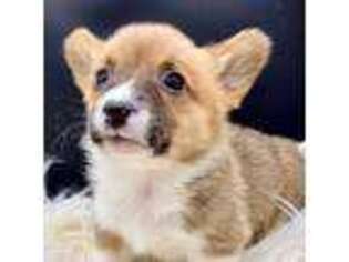 Pembroke Welsh Corgi Puppy for sale in Bluffdale, UT, USA