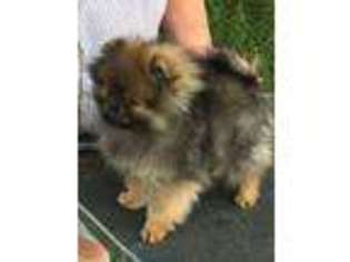 Pomeranian Puppy for sale in Monroe, WA, USA