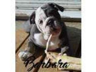 Bulldog Puppy for sale in Beckley, WV, USA