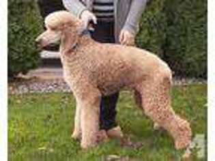 Goldendoodle Puppy for sale in WINLOCK, WA, USA