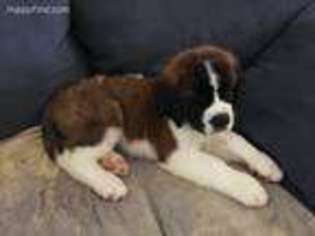 Saint Bernard Puppy for sale in Norco, CA, USA