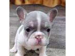 French Bulldog Puppy for sale in Jennings, FL, USA