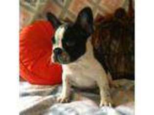 French Bulldog Puppy for sale in Pembroke Pines, FL, USA