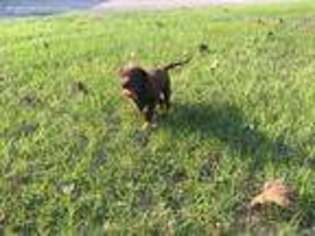 Labrador Retriever Puppy for sale in Hemphill, TX, USA