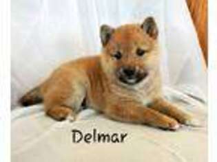 Shiba Inu Puppy for sale in Colby, WI, USA