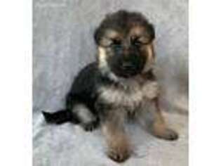 German Shepherd Dog Puppy for sale in Wausau, WI, USA