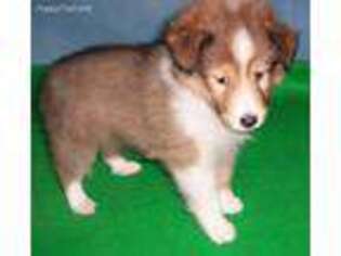 Shetland Sheepdog Puppy for sale in Coopersburg, PA, USA