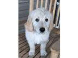 Goldendoodle Puppy for sale in Reddick, FL, USA