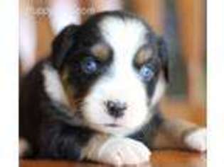 Miniature Australian Shepherd Puppy for sale in Carthage, MO, USA