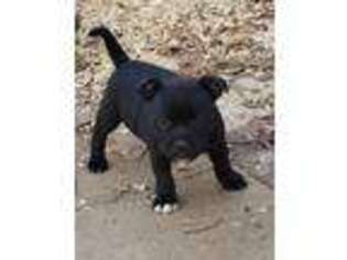 Staffordshire Bull Terrier Puppy for sale in Vivian, LA, USA