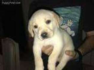 Labrador Retriever Puppy for sale in Clearwater, FL, USA