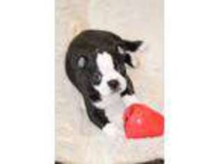 Boston Terrier Puppy for sale in Marlborough, MA, USA
