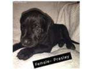 Great Dane Puppy for sale in Versailles, OH, USA