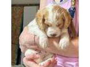 Cavalier King Charles Spaniel Puppy for sale in Gardners, PA, USA
