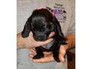 Tibetan Mastiff Puppy for sale in Danville, PA, USA