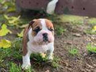 Olde English Bulldogge Puppy for sale in Kingsburg, CA, USA