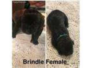 Cane Corso Puppy for sale in Strongsville, OH, USA