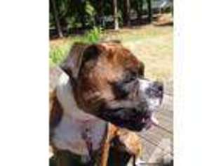 Boxer Puppy for sale in GREENWOOD, SC, USA