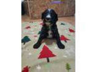 Mutt Puppy for sale in Luther, MI, USA