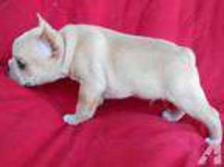 French Bulldog Puppy for sale in DEPAUW, IN, USA