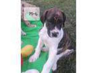 Great Dane Puppy for sale in Hulbert, OK, USA