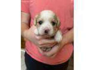 Cavachon Puppy for sale in Roanoke, IL, USA