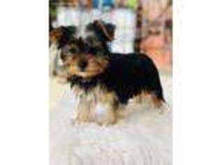 Yorkshire Terrier Puppy for sale in Union City, CA, USA