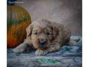 Goldendoodle Puppy for sale in Newark, OH, USA