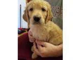 Goldendoodle Puppy for sale in Exeter, RI, USA